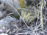 Allstate Animal Control photo porcupine